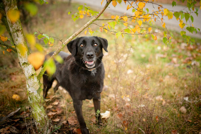 Uśmiechnięty Portos w typie labradora szuka domu!
