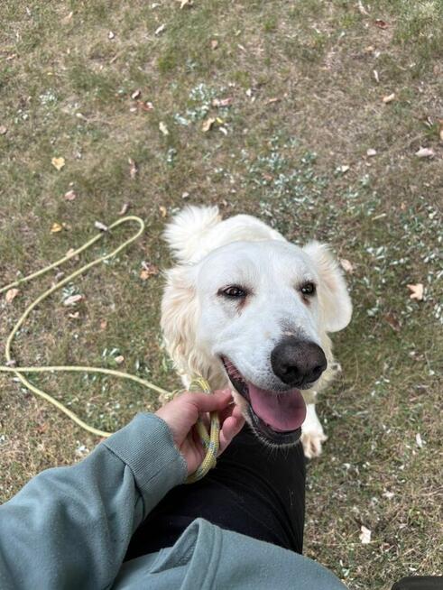 Bella suczka do adopcji Schronisko Sokołów Podlaskie