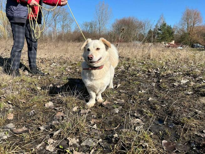 Biszkopt piesek do adopcji Schronisko Sokołów Podl.