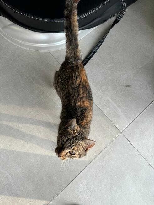 Oddam kotkę w dobre ręce