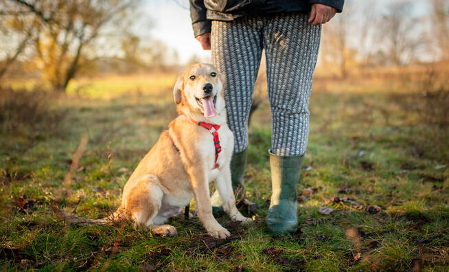 Wafel - biszkoptowy SZCZENIAK szuka domu!