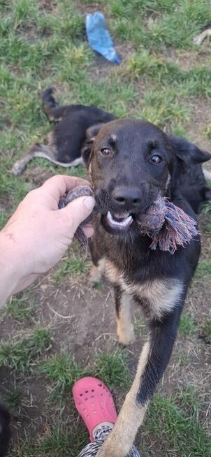 Łagodna Milusia SZCZENIAK szuka kochającego domu!