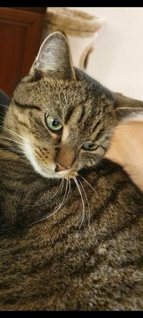 Zaginął kot Stefanek Ostrołęka! Nagroda 1000zł