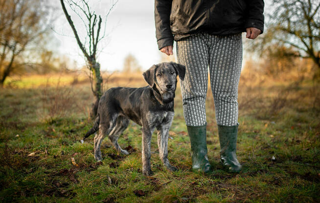 Wedel - wesoły 6 miesięczny SZCZENIAK szuka domu!