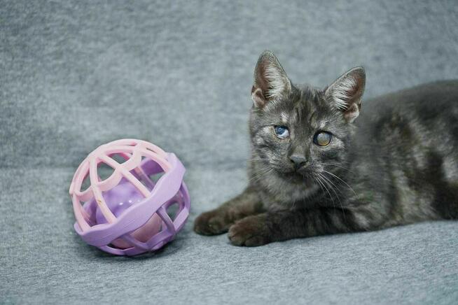 Kociak dymny szuka domu -schronisko Zgierz-aktualne