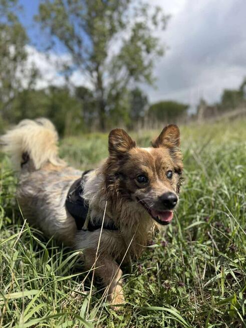 Puszek piesek do adopcji schronisko Sokołów Podl