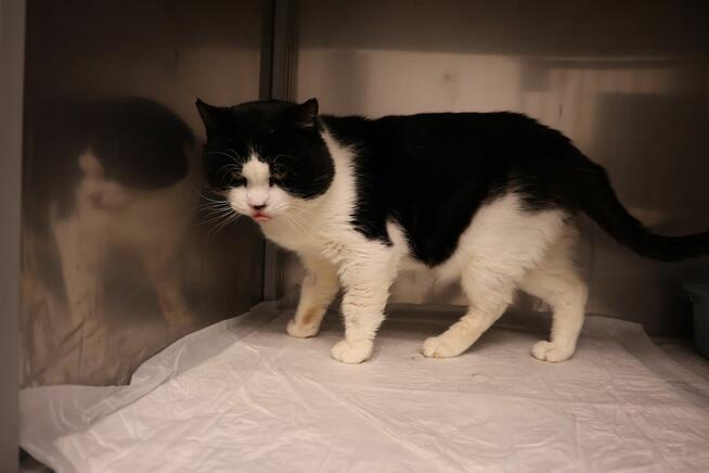 Białaczka to nie wyrok! Lucek o wielkim sercu szuka domu