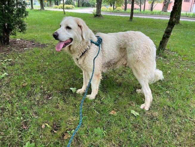 Bella suczka do adopcji Schronisko Sokołów Podlaskie