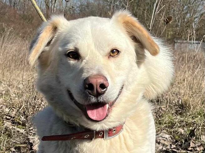 Biszkopt piesek do adopcji Schronisko Sokołów Podl.