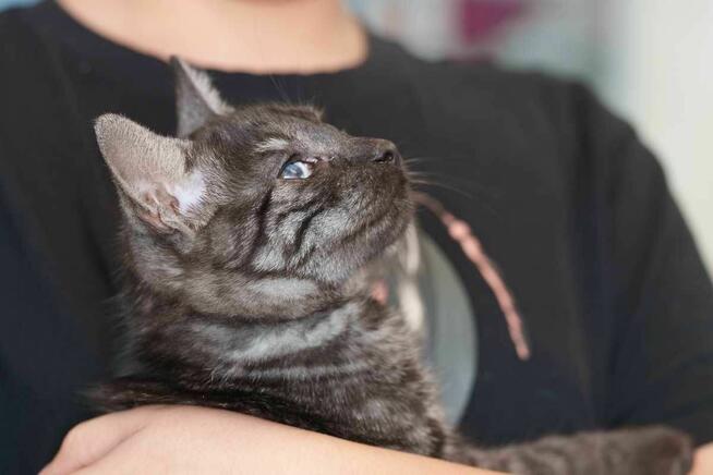 Kociak dymny szuka domu -schronisko Zgierz-aktualne