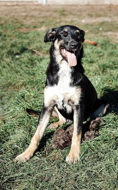 Tutka - sunia ideał, młoda, kotolubna, wesoła!