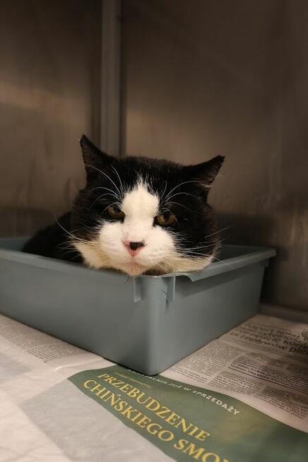 Białaczka to nie wyrok! Lucek o wielkim sercu szuka domu