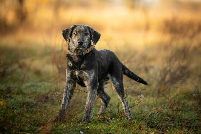 Wedel - wesoły 6 miesięczny SZCZENIAK szuka domu!