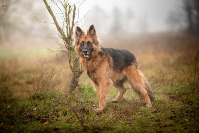 Ares - młody przepiękny owczarek szuka spokojnego domu!