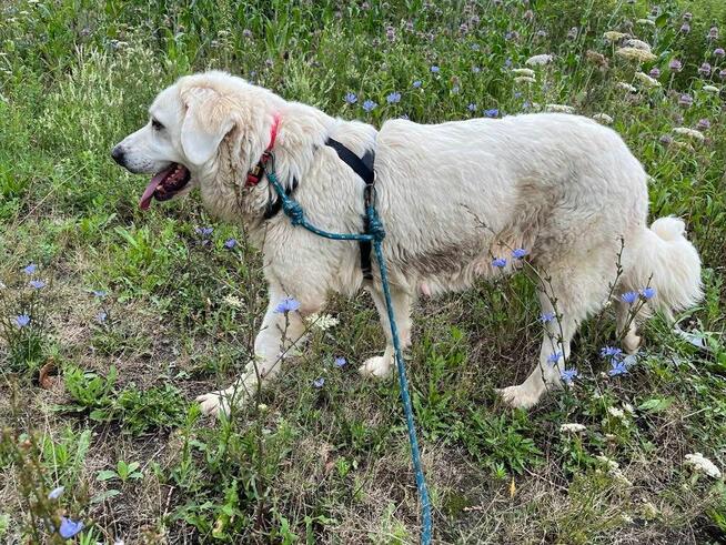 Bella suczka do adopcji Schronisko Sokołów Podlaskie