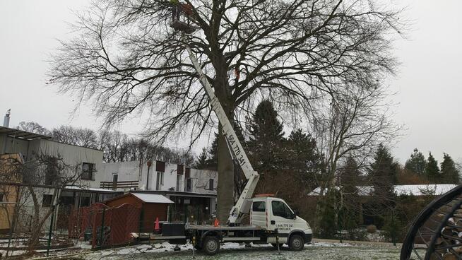 Wycinka pielęgnacja drzew ściąganie jemioły usuwanie posuszu