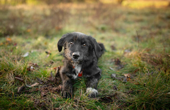 Coco - 6 miesięczna sunia SZCZENIAK szuka domu