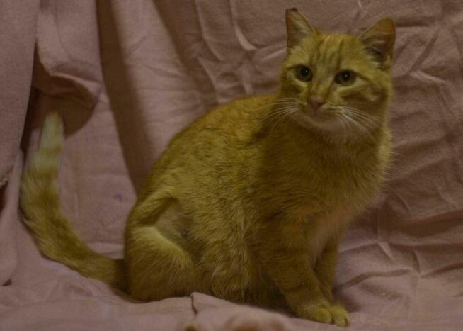 Ruda Dziewczynka do pokochania