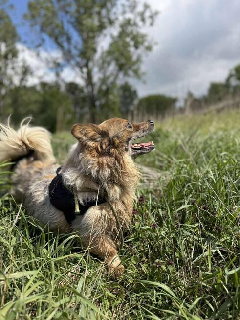 Puszek piesek do adopcji schronisko Sokołów Podl