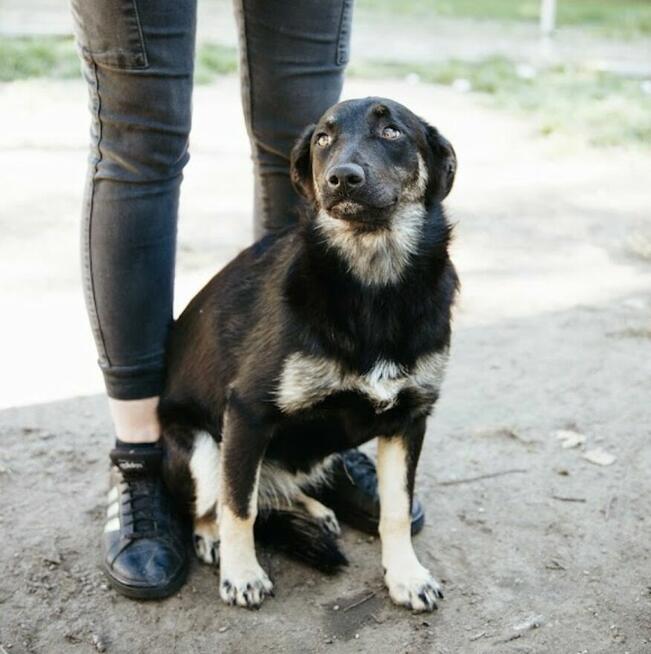 Łagodna Milusia SZCZENIAK szuka kochającego domu!