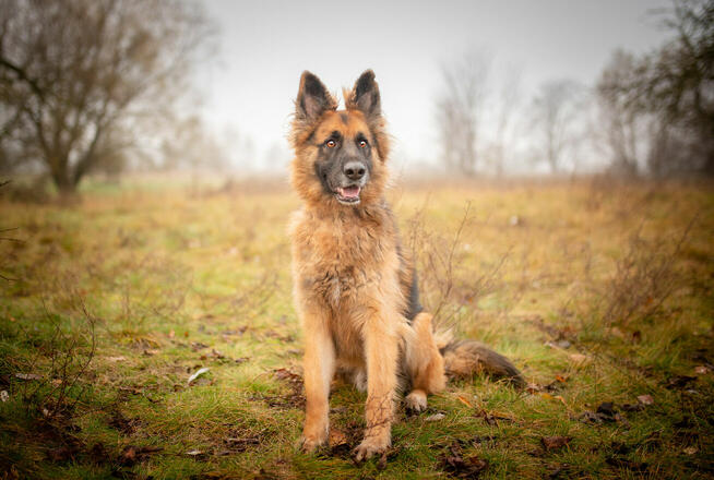 Ares - młody przepiękny owczarek szuka spokojnego domu!