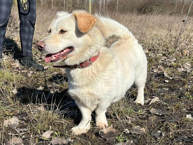 Biszkopt piesek do adopcji Schronisko Sokołów Podl.