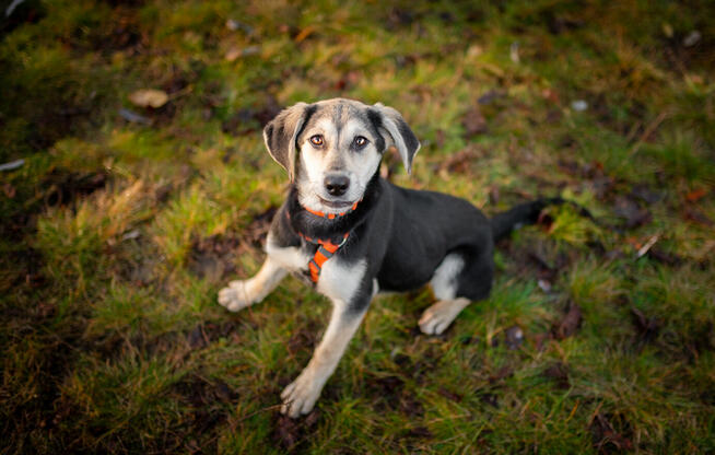 6 miesięczna Milka SZCZENIAK szuka domu!