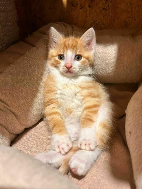 Biszkoptowy dwupak do adopcji