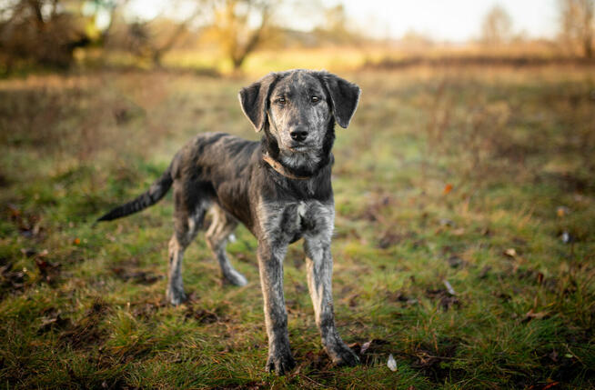 Wedel - wesoły 6 miesięczny SZCZENIAK szuka domu!