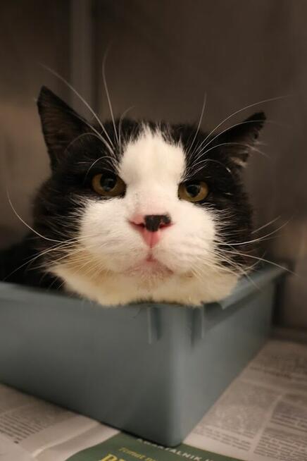 Białaczka to nie wyrok! Lucek o wielkim sercu szuka domu