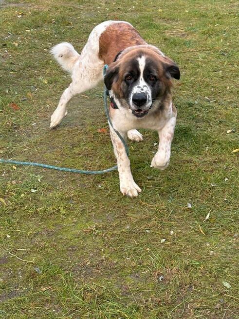 Malinka suczka do adopcji Schronisko Sokołów Podl.
