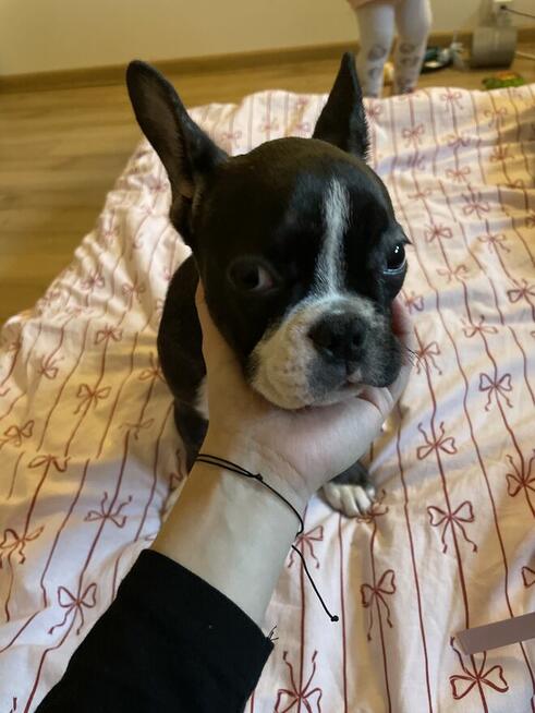 Sprzedam buldoga francuskiego