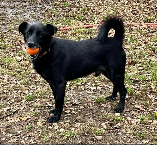 Kochany proludzki psiak został porzucony odmień jego los