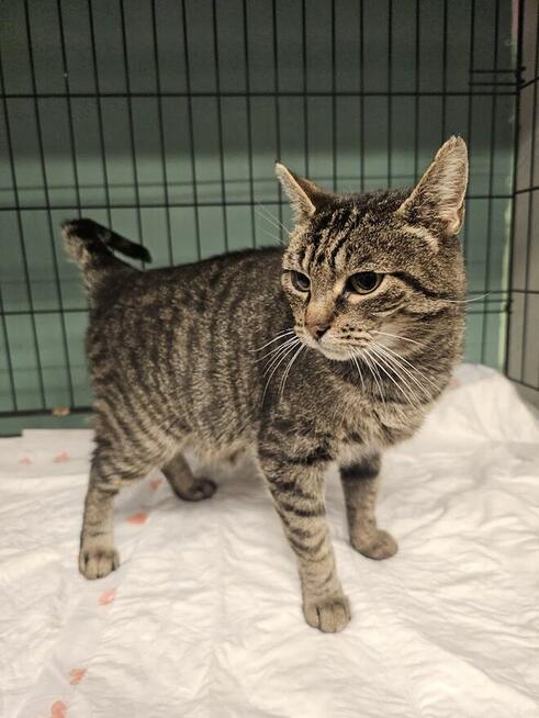 Bura koteczka do pokochania od zaraz (A03/458)