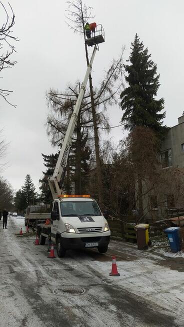 Wycinka pielęgnacja drzew ściąganie jemioły usuwanie posuszu