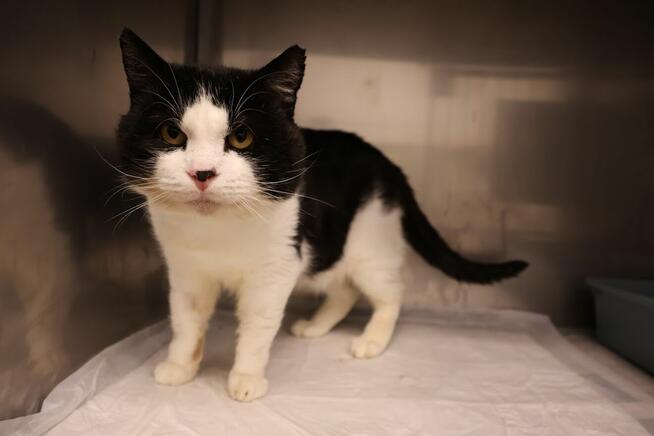 Białaczka to nie wyrok! Lucek o wielkim sercu szuka domu