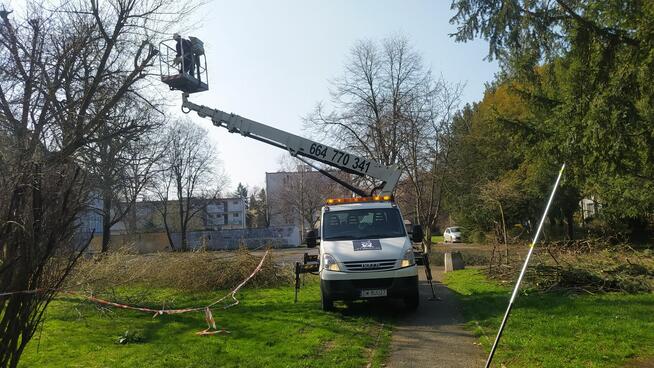 Wycinka pielęgnacja drzew ściąganie jemioły usuwanie posuszu
