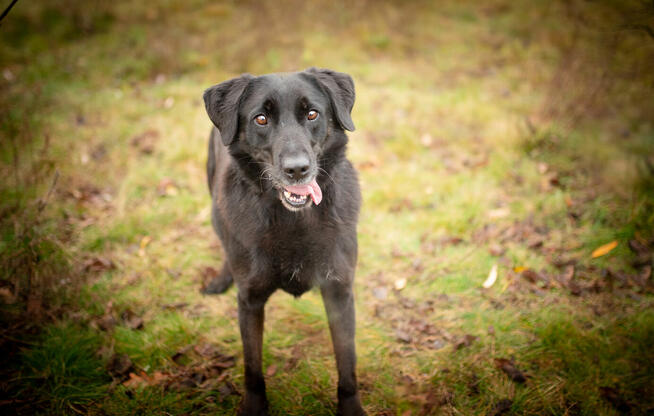 Uśmiechnięty Portos w typie labradora szuka domu!
