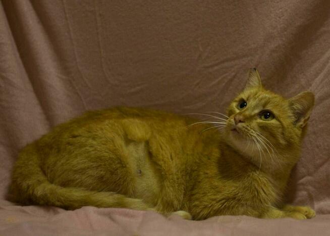 Ruda Dziewczynka do pokochania