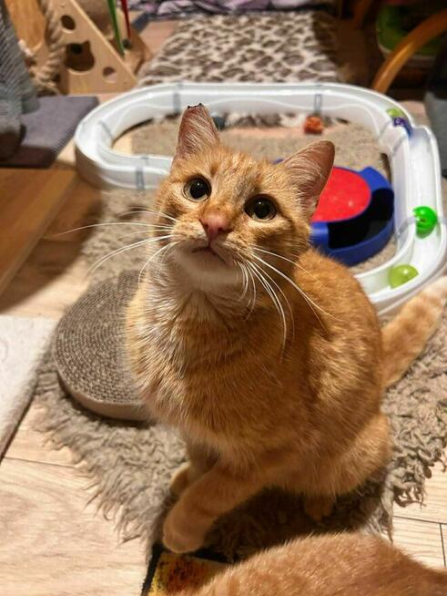 Ruda Dziewczynka do pokochania