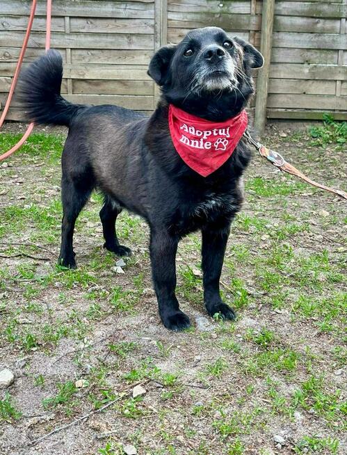 Kochany proludzki psiak został porzucony odmień jego los