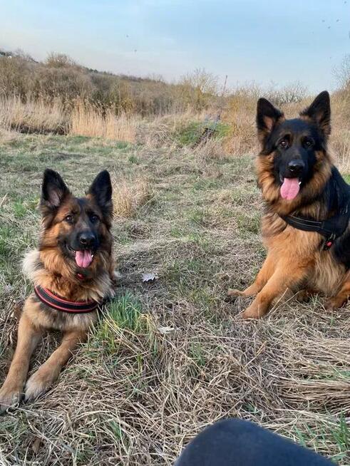 SZCZENIAK Owczarek niemiecki