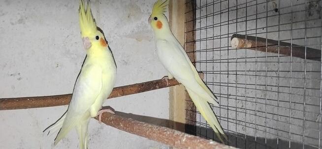 Świergotki - różne mutacje i papugi nimfy 2025