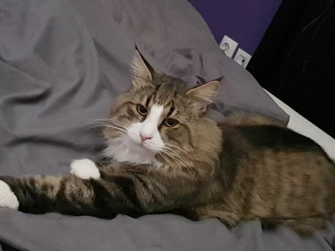 Oddam dwa koty norweskie leśne