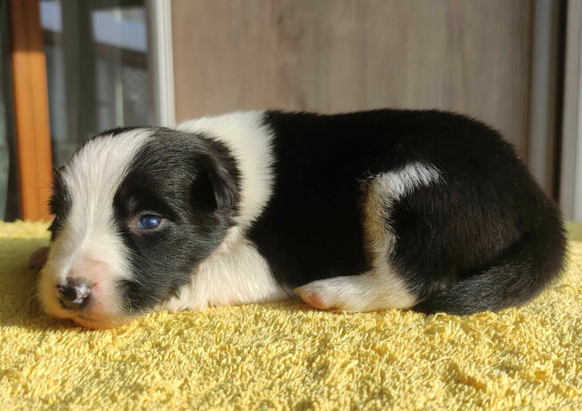 Szczeniak BORDER COLLIE z prof. Hodowli, Pies z pełną dok.