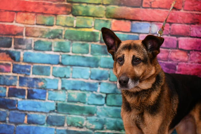 Uroczy Bary szuka rodzinki do pokochania!