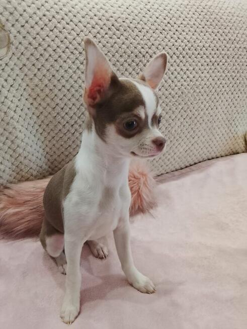Chihuahua sunia