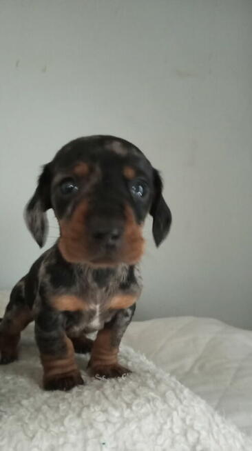 Jamnik miniaturowy merle