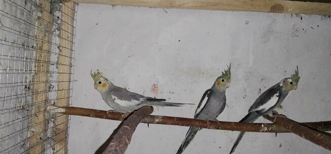 Świergotki - różne mutacje i papugi nimfy 2025