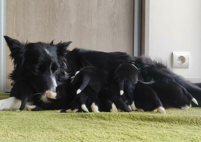 Szczeniak BORDER COLLIE z prof. Hodowli, Pies z pełną dok.